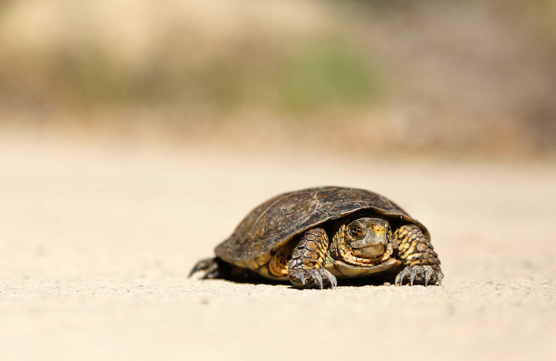 Is Slow Website Performance Killing Your Brand?